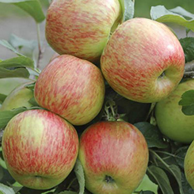 Braeburn Apple Fruit Tree in a 5L Pot Dwarf Rootstock for Patios and Pots