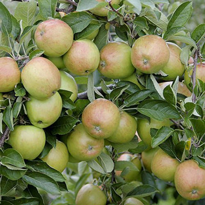 Braeburn Apple Fruit Tree in a 5L Pot Dwarf Rootstock for Patios and Pots