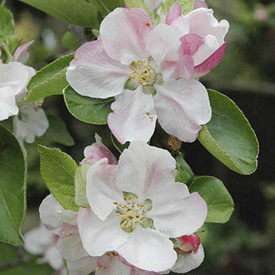 Braeburn Apple Fruit Tree in a 5L Pot Dwarf Rootstock for Patios and Pots