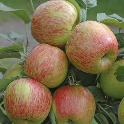 Braeburn Apple Fruit Tree in a 5L Pot Dwarf Rootstock for Patios and Pots