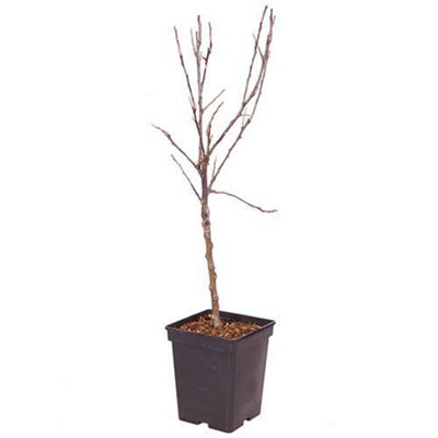 Braeburn Apple Fruit Tree in a 5L Pot Dwarf Rootstock for Patios and Pots