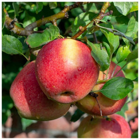 Braeburn' Apple Tree 3-4ft 6L Pot Self-Fertile,Ready to Fruit,Crisp & Aromatic 3FATPIGS