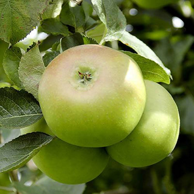 Bramley Apple Patio Fruit Tree in a 5L Pot Grow Your Own Fruit Tree in Gardens Grow Your Own Apples