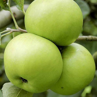 Bramley Apple Patio Fruit Tree in a 5L Pot Grow Your Own Fruit Tree in Gardens Grow Your Own Apples - 3