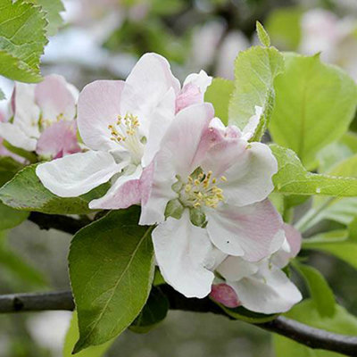 Bramley Apple Patio Fruit Tree in a 5L Pot Grow Your Own Fruit Tree in Gardens Grow Your Own Apples - 4