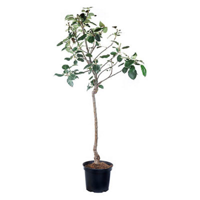 Bramley Apple Patio Fruit Tree in a 5L Pot Grow Your Own Fruit Tree in Gardens Grow Your Own Apples - 5