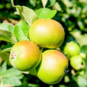 Bramley's Seedling Apple Tree 3-4ft, 6L Pot, Ready to Fruit, Popular Cooker 3FATPIGS