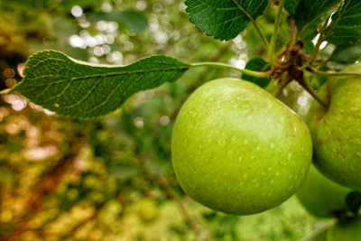 Bramleys Seedling Cooking Apple Tree M26 Dwarf 100-120cm Bare Root ...