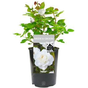 Bride and Groom White Rose - Outdoor Plant, Ideal for Gardens, Compact Size