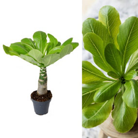 Brighamia insignis 'Hawaiian Palm' - Tropical Indoor Plant in 12cm Pot