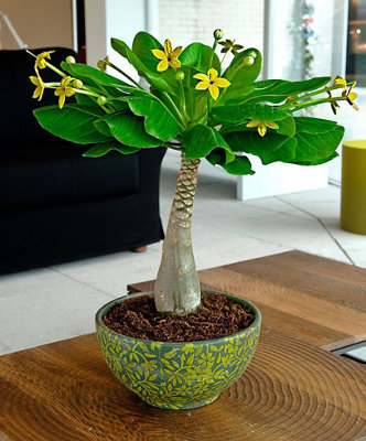 Brighamia insignis 'Hawaiian Palm' - Tropical Indoor Plant in 12cm Pot
