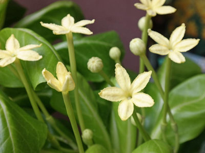 Brighamia insignis 'Hawaiian Palm' - Tropical Indoor Plant in 12cm Pot - 3