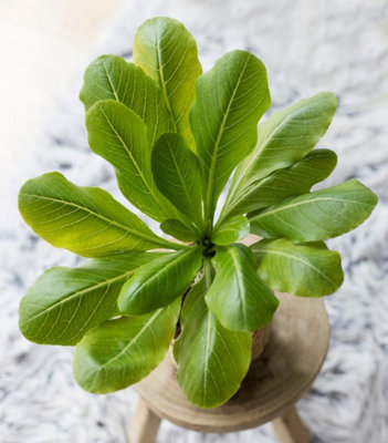 Brighamia insignis 'Hawaiian Palm' - Tropical Indoor Plant in 12cm Pot - 4