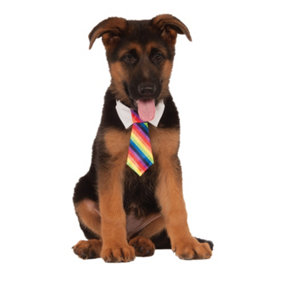 Bristol Novelty Stripe Dog Bow Tie Rainbow (M-L)