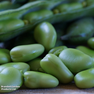 broad-bean-robin-hood-1-seed-packet-35-seeds