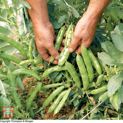 Broad Bean The Sutton 1 Seed Packet (30 Seeds)