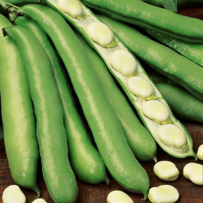 Broad Bean Witkiem 1 Seed Packet (30 Seeds)