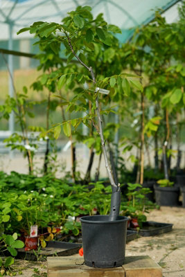 Broadview Walnut (Juglans) Tree - 12Ltr Potted