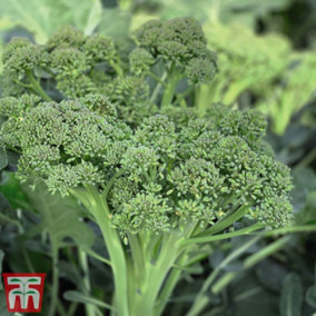 Broccoli calebrini Sweet Returns 1 Seed Packet