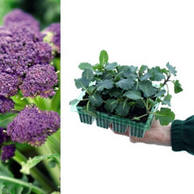 Broccoli 'Early Purple Sprouting' Plants - 8 Pack - Easy Planting
