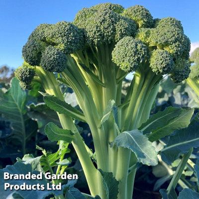 Broccoli (Easy Floret) Skytree F1 1 Seed Packet (15 Seeds) - 3