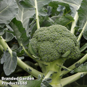 Broccoli Monclano 20 PostiPlug Plants