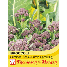 Broccoli Sprouting Summer Purple 1 Seed Packet (100 Seeds)