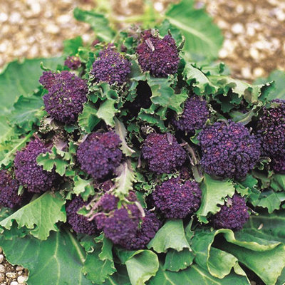 Broccoli Sprouting Summer Purple by Kings Seeds