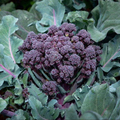 Broccoli Tyrian F1 Hybrid - Sweet Purple Stems Quick Growing High ...