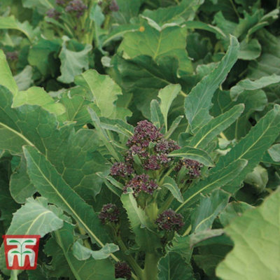 Broccoli TZ 7035 Purple Sprouting 1 Seed Packet (40 Seeds) - 3