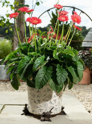 Bronze Robin Plant Pot Feet - Set of 3 - 5