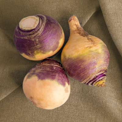 Brora Swede Seeds Hardy Nutritious Root Veg for UK Gardens. Easy Grow ...