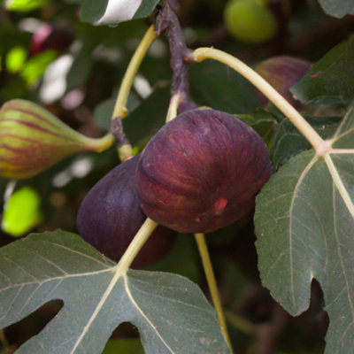 Brown Turkey Fig (Ficus carica) Tree - 3Ltr Potted