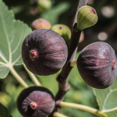 Brown Turkey Fig (Ficus carica) Tree - 5Ltr Potted
