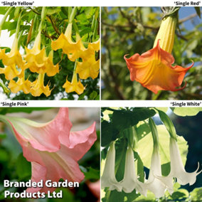 Brugmansia (Datura) Collection 9cm Potted Plant x 4