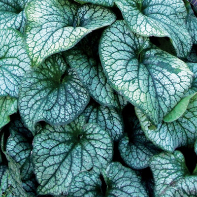 Brunnera Alexanders Great 9cm Potted Plant x 2