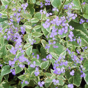 Brunnera Hadspen Cream - Creamy Variegated Foliage, Shade-Loving, Compact Size (15-30cm Height Including Pot)
