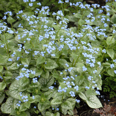 Brunnera Jack Frost - Heart-Shaped Veined Leaves, Blue Flowers, Hardy ...