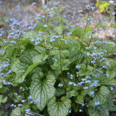 Brunnera Jack Frost - Heart-Shaped Veined Leaves, Blue Flowers, Hardy ...