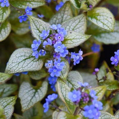 brunnera-macrophylla-jack-