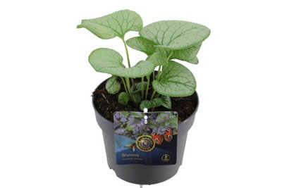Brunnera Macrophylla Silver Sp, 17cm Pot Size, 25cm Tall, Forget-Me-Not ...