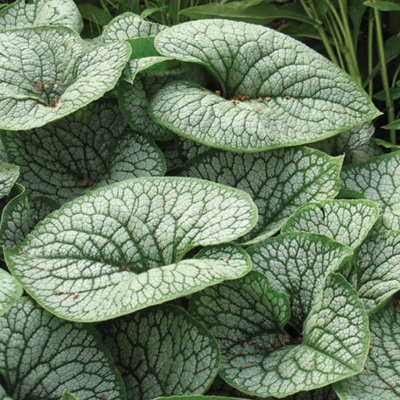 Brunnera Sea Heart - Silvery-Green Leaves, Hardy Shrub, Low Maintenance ...