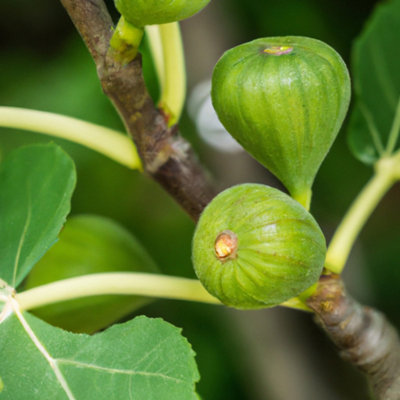 Brunswick Fig (Ficus carica) Tree - 2Ltr Potted