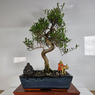 bonsai dünger bauhaus Bonsaidünger - Mineralischer NPK Flüssigdünger mit Stickstoff main image 0