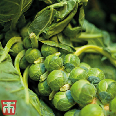 Brussels Sprout Bedford Fillbasket 1 Seed Packet (100 Seeds)