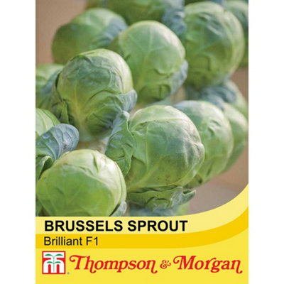 Brussels Sprout Brilliant F1 Hybrid 1 Seed Packet (30 Seeds)