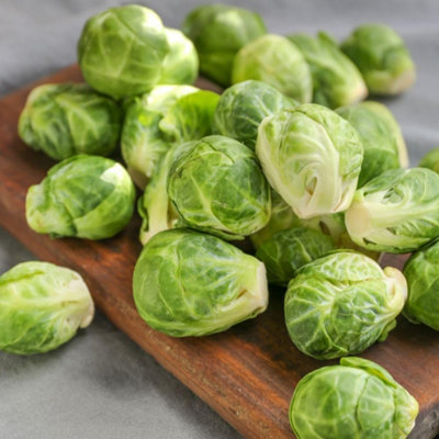 Brussels Sprout Long Island Seeds Hardy Semi-Dwarf Winter Variety Sweet ...
