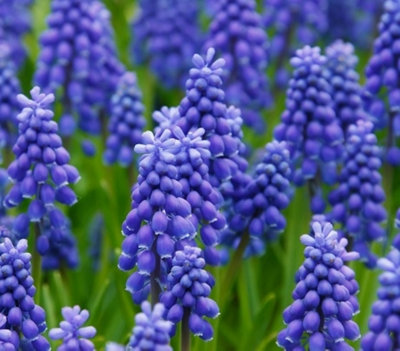 BS Grape Hyacinth Bulbs (Muscari neglectum) (1000 Bulbs) DIY at B&Q