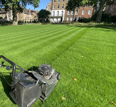 BS Quality Hard Wearing Lawn Seed (1 x 20kg)