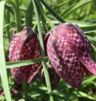 BS Snake's Head Fritillary Bulbs (Fritillaria meleagris) (1000 Bulbs)